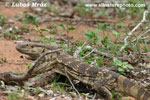 WHITE-THROATED SAVANNA MONITOR (3xphoto)