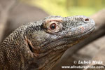 KOMODO DRAGON (6xphoto)