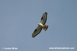 HONEY-BUZZARD (5xphoto)