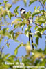 PINTAILED WHYDAH PIN-TAILED (1xphoto)