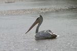 CORMORANS AND PELICANS