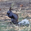 KAIBAB SQUIRREL (6xphoto)