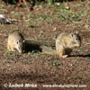 SMITHS BUSH SQUIRREL (5xphoto)