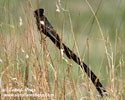 LONGTAILED WIDOW LONG-TAILED (1xphoto)