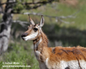 PRONGHORN (4xphoto)