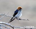 LESSER STRIPED SWALLOW (2xphoto)