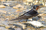 BARN SWALLOW (2xphoto)