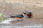 RUFOUS-CHESTED REDBREASTED SWALLOW (3xphoto)