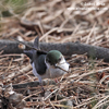 VIOLET-GREEN SWALLOW (4xphoto)