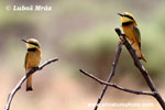 LITTLE BEE-EATER (6xphoto)