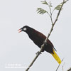 MONTEZUMA OROPENDOLA (4xphoto)