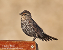 RED-SCHOULDERED BLACKBIRD (2xphoto)