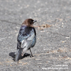 BROWN-HEADED COWBIRD (3xphoto)