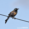 COMMON GRACKLE (4xphoto)