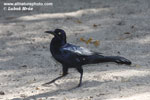 BOAT-TAILED GRACKLE (7xphoto)