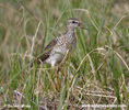 WOOD SANDPIPER (4xphoto)