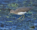 GREEN SANDPIPER (6xphoto)