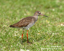 COMMON REDSHANK (7xphoto)