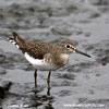 SOLITARY SANDPIPER (3xphoto)