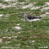 COMMON GREENSHANK (1xphoto)