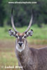 WATERBUCK (6xphoto)