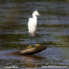 SNOWY EGRET (5xphoto)