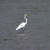 GREAT WHITE EGRET (3xphoto)