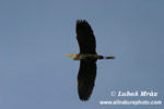 PURPLE HERON (8xphoto)