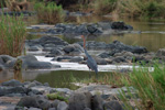 GOLIATH HERON (2xphoto)