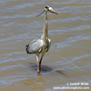 GREY HERON (3xphoto)