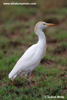 CATTLE EGRET (4xphoto)