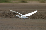 LITTLE EGRET (8xphoto)