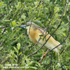 SQUACCO HERON (3xphoto)