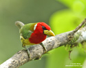  RED-HEADED BARBET (5xphoto)