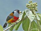 TOUCAN BARBET (8xphoto)