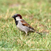 HOUSE SPARROW (3xphoto)