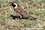 CAPE SPARROW (1xphoto)