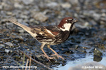 SPANISH SPARROW (4xphoto)