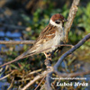 EURASIAN TREE SPARROW (3xphoto)