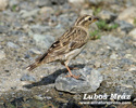 ROCK SPARROW (1xphoto)