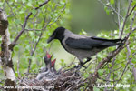 HOODED CROW (5xphoto)