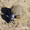 DUNG BEETLE (2xphoto)