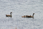 SWANS, GEESE AND DUCKS