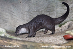 OTTER (2xphoto)