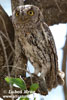 Vreek africk (2xfoto)