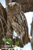 AFRICAN SCOPS (2xphoto)