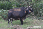 Zebu (4xfoto)