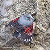 WALLCREEPER (9xphoto)