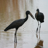 AFRICAN OPENBILL (2xphoto)