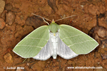 SCARCE SILVER-LINES (4xphoto)